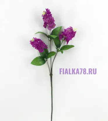 Сирень длинная