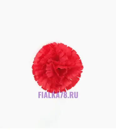 Гвоздика голова Крупная