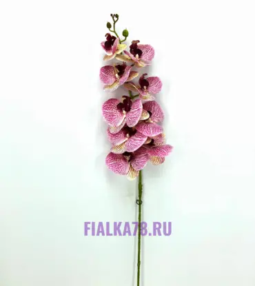 Орхидея латексная