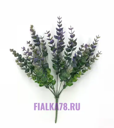 Эвкалипт цветной
