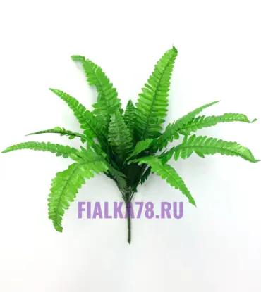 Папоротник куст большой
