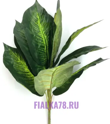 Калатея зеленая