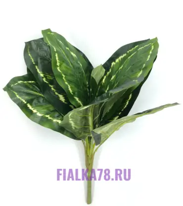 Калатея куст зеленый с белым