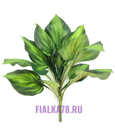 Калатея куст средний