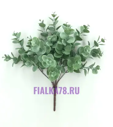 Эвкалипт серебристый 7 веточек