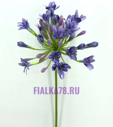 Агапандус
