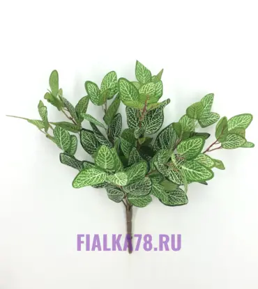 Фиттония крупная