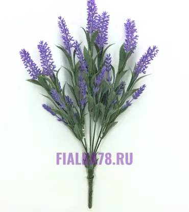 Лаванда высокая