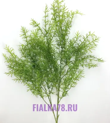 Аспарагус Шпренгера ветка