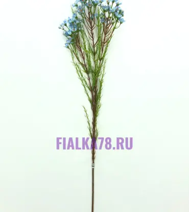 Ваксфлауэр цветной