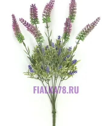 Лаванда высокий кустик колосок