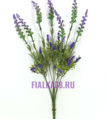 Лаванда высокий кустик лавандой