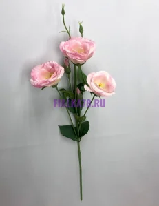 853 (50)