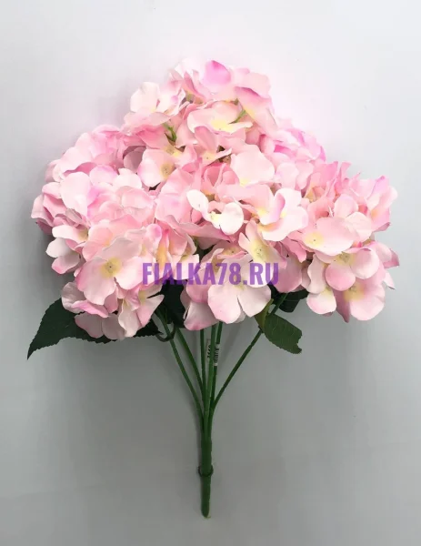 Гортензия нежно-розовая