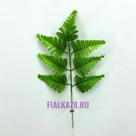 Папоротник лист стандарт