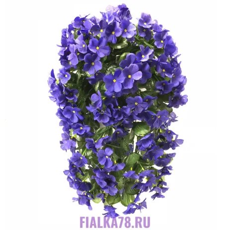 Фиалка ампельная для кашпо
