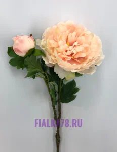 47 (6)