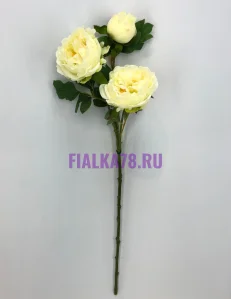 46 (24)