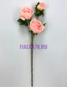 46 (26)