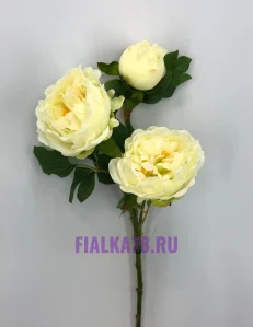 46 (29)
