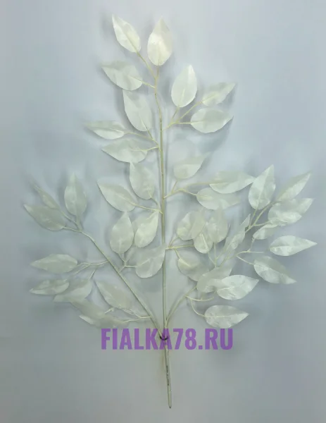 Фикус белый ветка