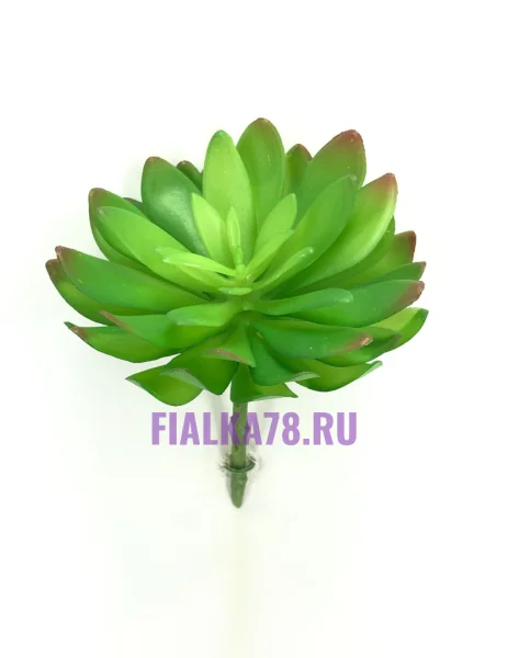 Эхеверия Пумила