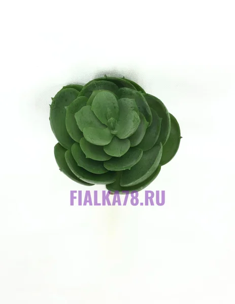 Пахиверия Нобиле
