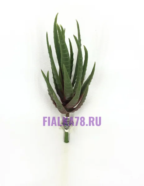 Хавортия