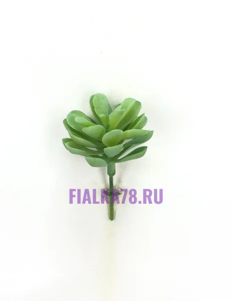 Пахиверия мини