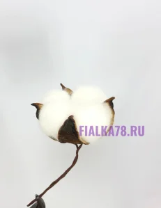 67 (98)