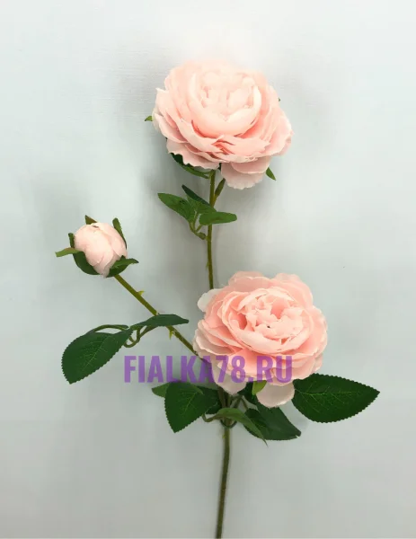 60 (82)