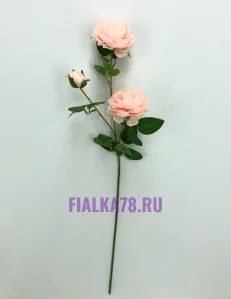 60 (81)