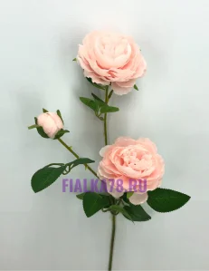 60 (82)