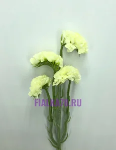 60 (97)