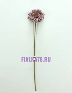 63 (82)