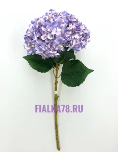 65 (2)