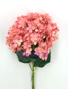 68 (80)