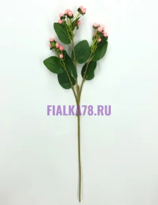 68 (81)
