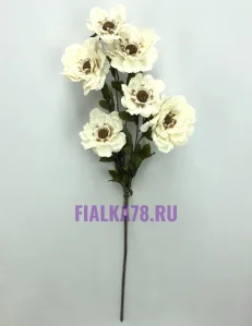 65 (20)