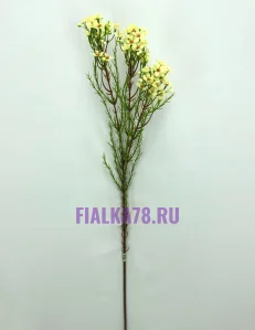 65 (27)