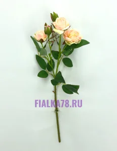 65 (51)