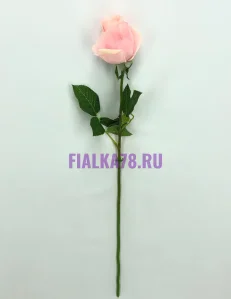 65 (97)