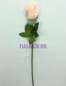 65 (98)
