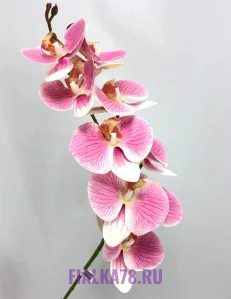 68 (32)