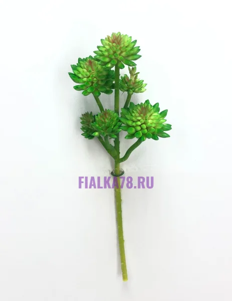 Суккулент колючки