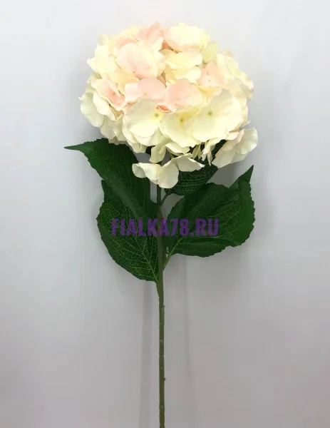 76 (99)