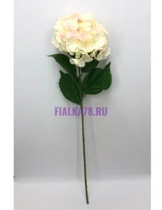 76 (100)