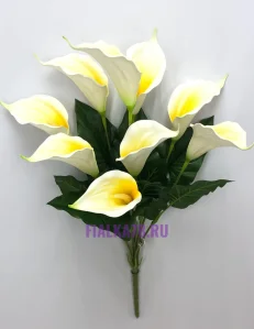 79 (49)