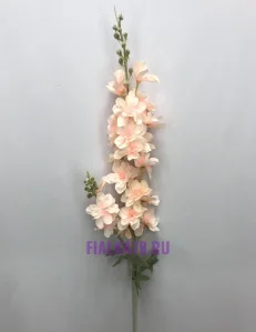 81 (24)