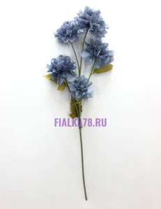 81 (33)